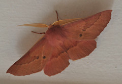 Monoctenia falernaria