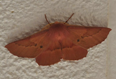 Monoctenia falernaria