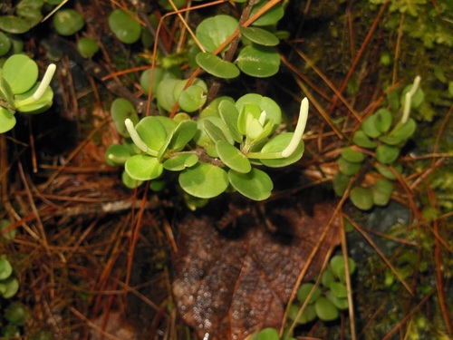 Peperomia berlandieri (Peperomia berlandieri)