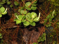 Peperomia berlandieri