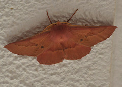 Monoctenia falernaria