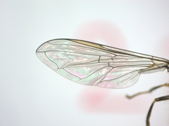 Platycheirus albimanus