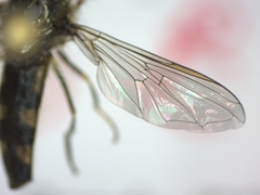 Platycheirus albimanus