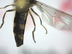 Platycheirus albimanus