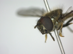 Platycheirus albimanus