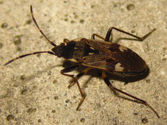 Panaorus csikii