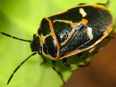 Eurydema gebleri
