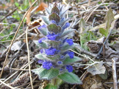 Ajuga multiflora