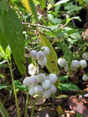 Cestrum guatemalense