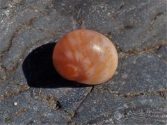 Natica pseustes