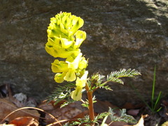 Corydalis speciosa