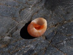 Natica pseustes