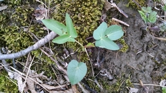 Thaspium trifoliatum
