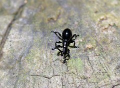 Rhynolaccus formicarius