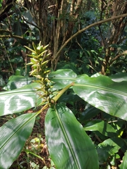 Hedychium gardnerianum