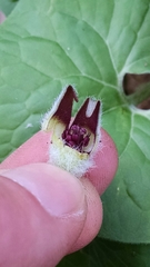 Asarum canadense reflexum