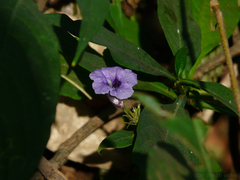 Strobilanthes integrifolius