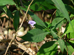 Strobilanthes integrifolius