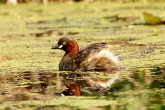 Tachybaptus ruficollis