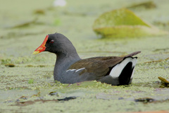 Gallinula chloropus