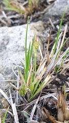 Carex umbellata