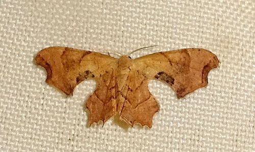 Calledapteryx dryopterata