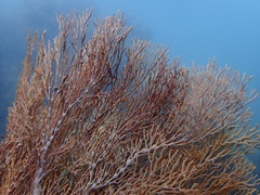 Melithaea ochracea