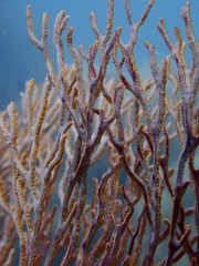 Melithaea ochracea