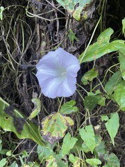 Calystegia sepium roseata x Silvatica disjuncta