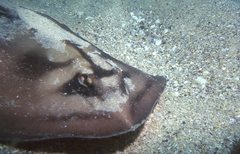 Urolophus cruciatus