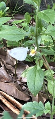 Leptosia
