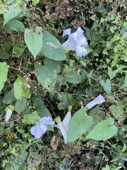 Calystegia sepium roseata x Silvatica disjuncta