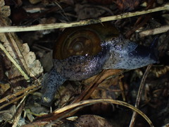 Macrochlamys superlita