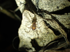 Epedanidae