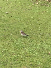 Turdus pilaris