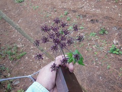 Arracacia