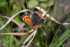 Lycaena phlaeas daimio