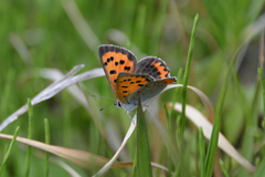 Lycaena phlaeas daimio