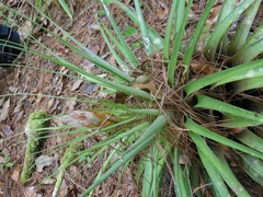 Tillandsia rotundata
