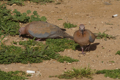 Streptopelia senegalensis
