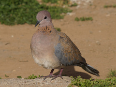 Streptopelia senegalensis