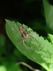 Pardosa laura