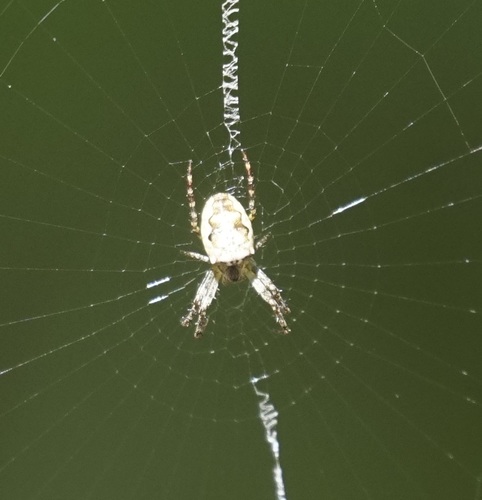 Eastern Bush Orbweaver photo 4