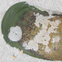 Jellyella tuberculata