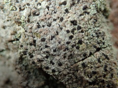 Arthonia arthonioides