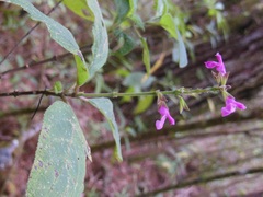 Salvia chiapensis