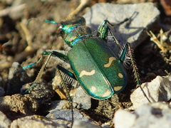 Cicindela purpurea