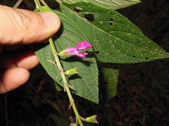 Salvia chiapensis