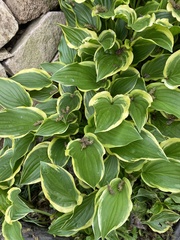 Hosta plantaginea