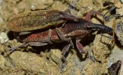 Lixus punctiventris